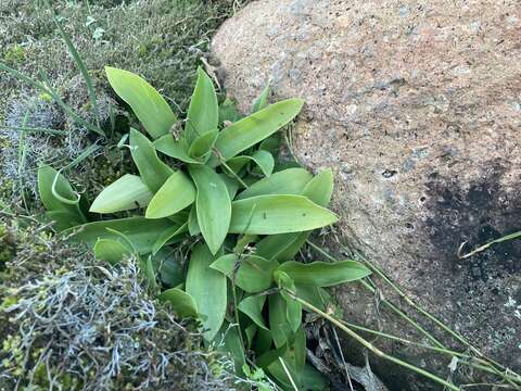 Image of succulent spiderwort