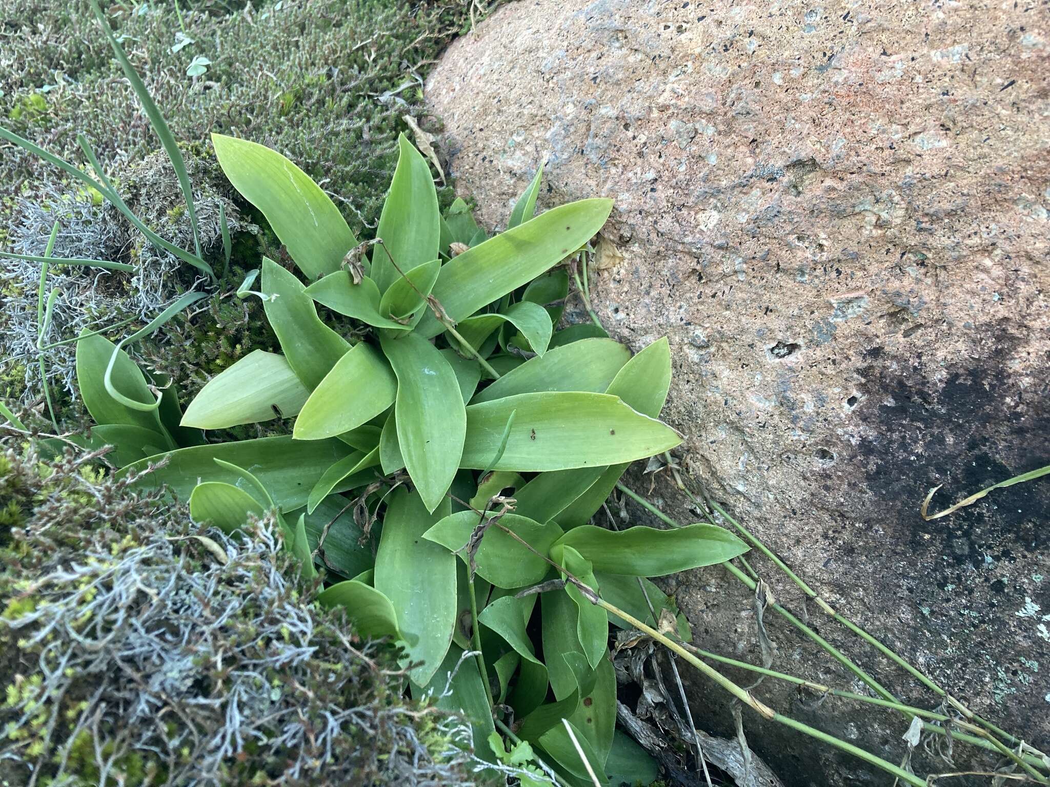 Image of succulent spiderwort