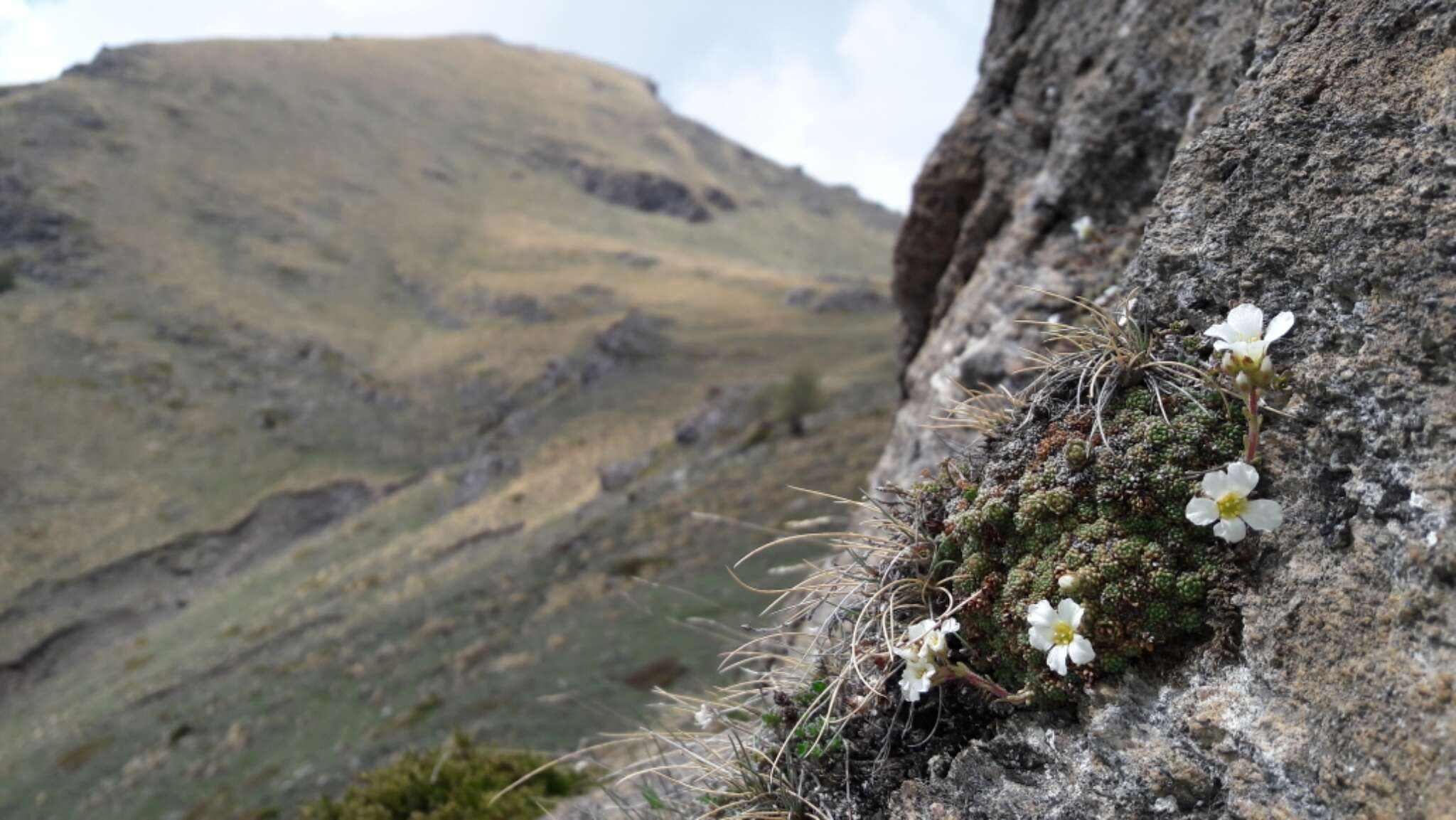 Image of Saxifraga diapensioides Bellardi