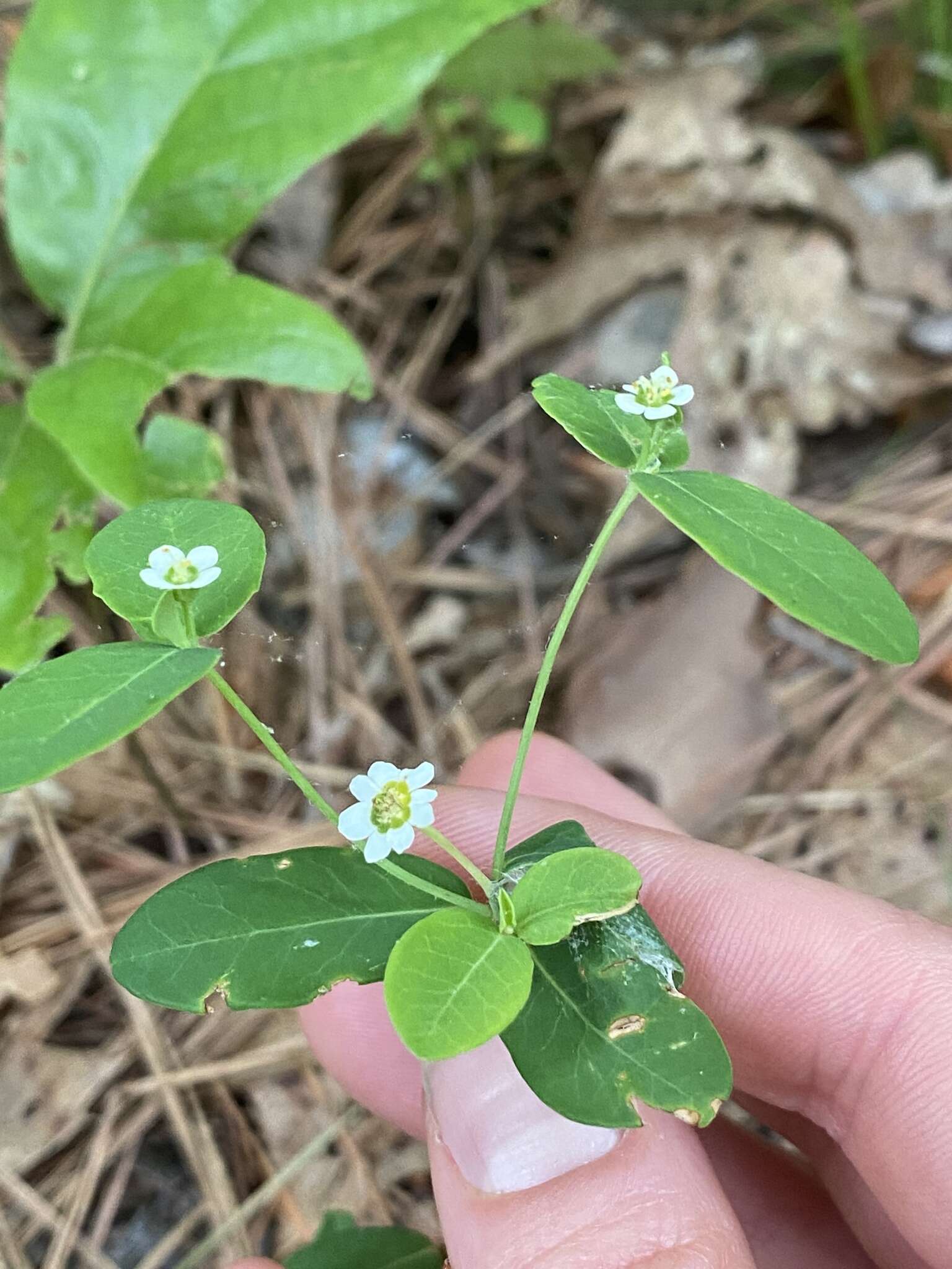 Sivun Euphorbia pubentissima Michx. kuva