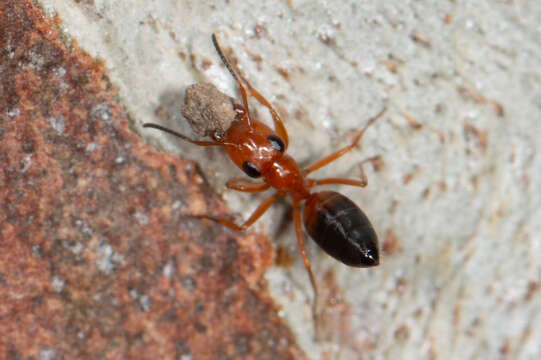 Image of Opisthopsis major Forel 1902