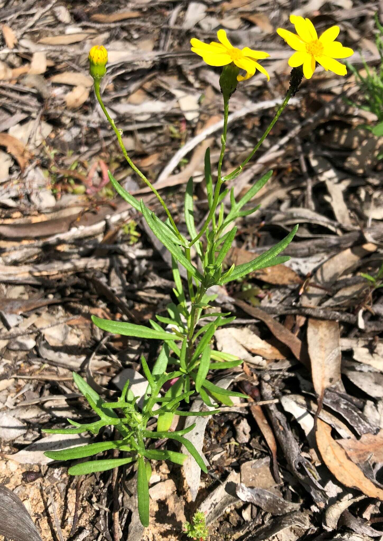 Senecio spanomerus I. Thomps. resmi