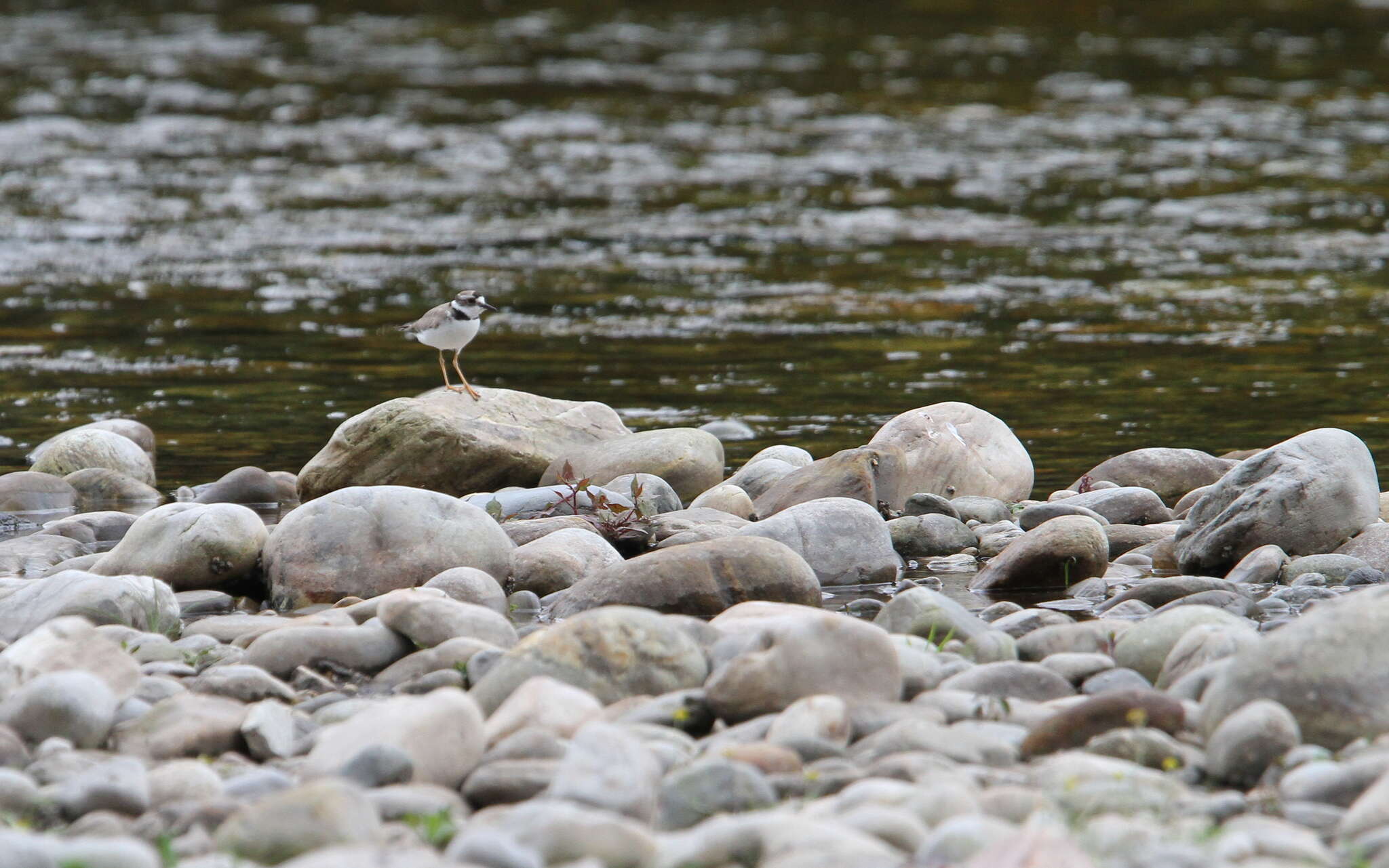 Image of Long-billed Plover