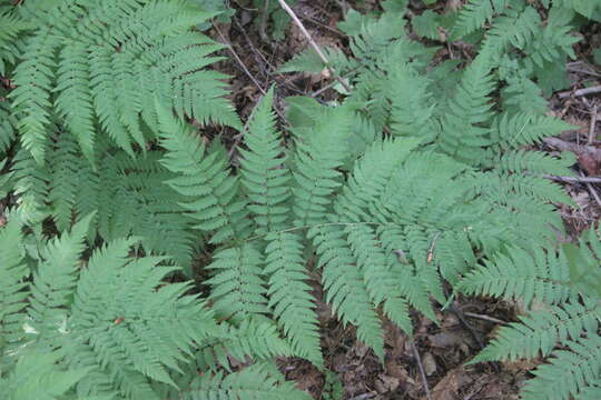 Image of Dryopteris goeringiana (G. Kunze) Koidz.