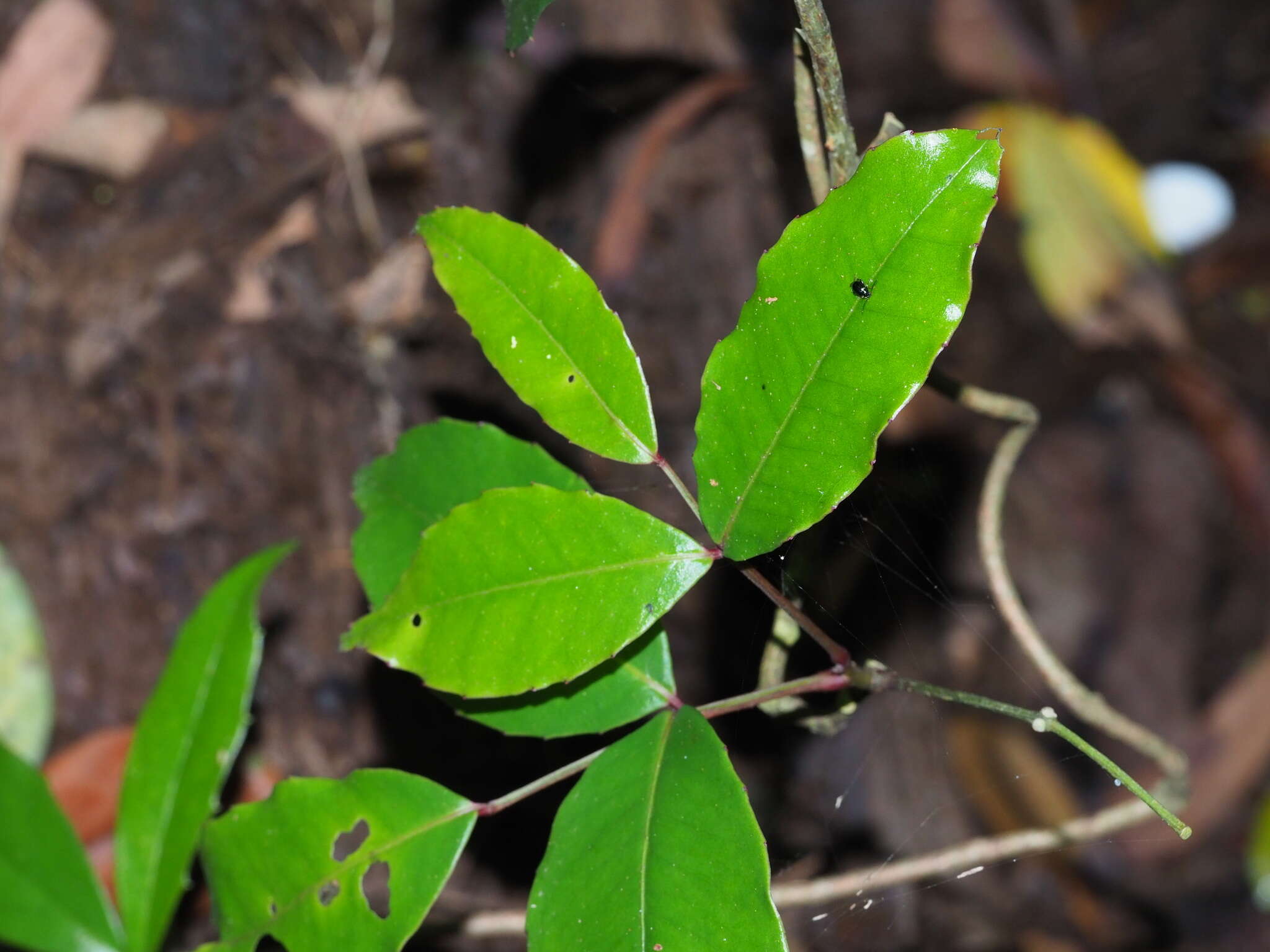 Image of Zanthoxylum nitidum (Roxb.) DC.