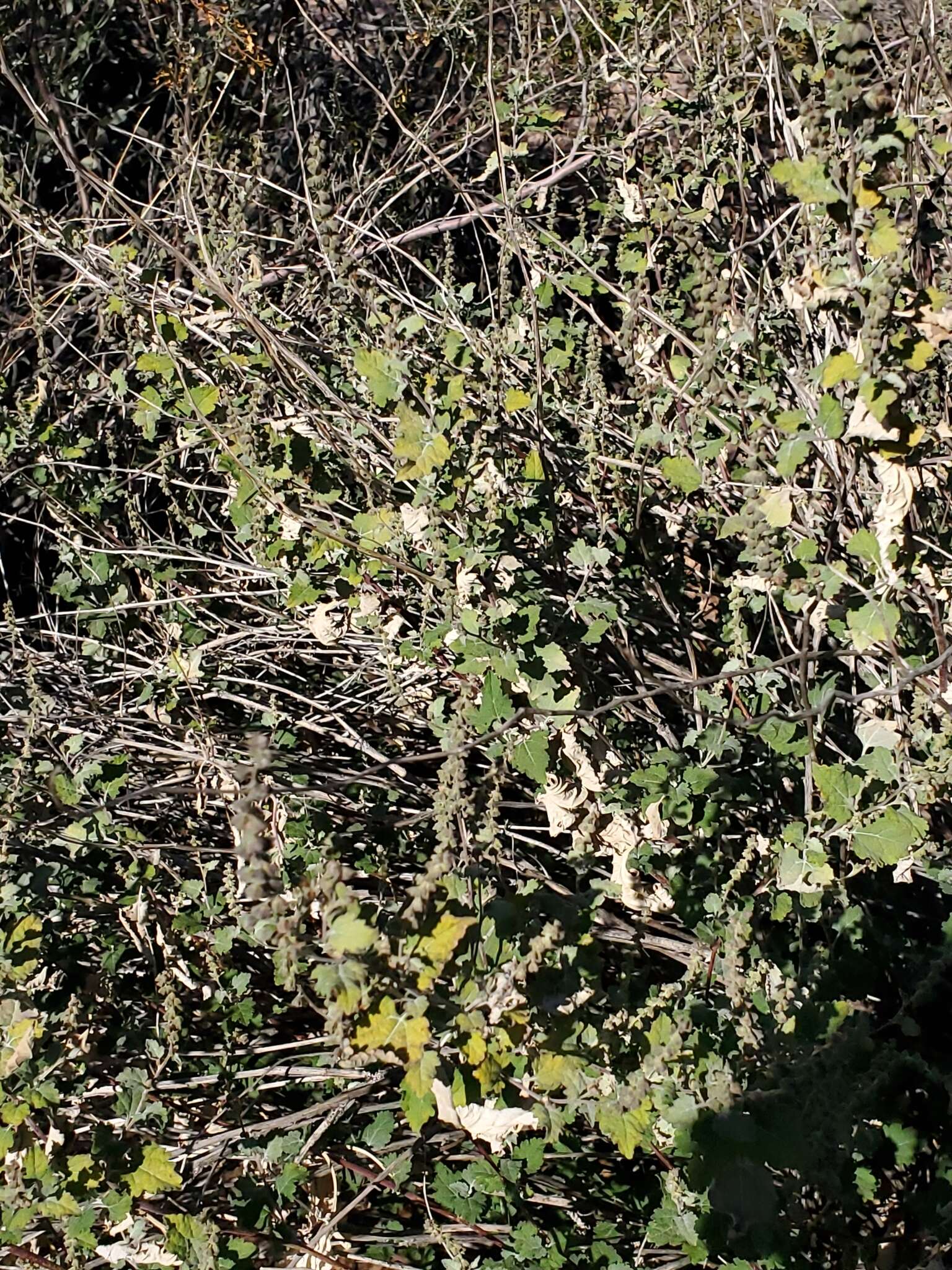 Image of Tucson bur ragweed