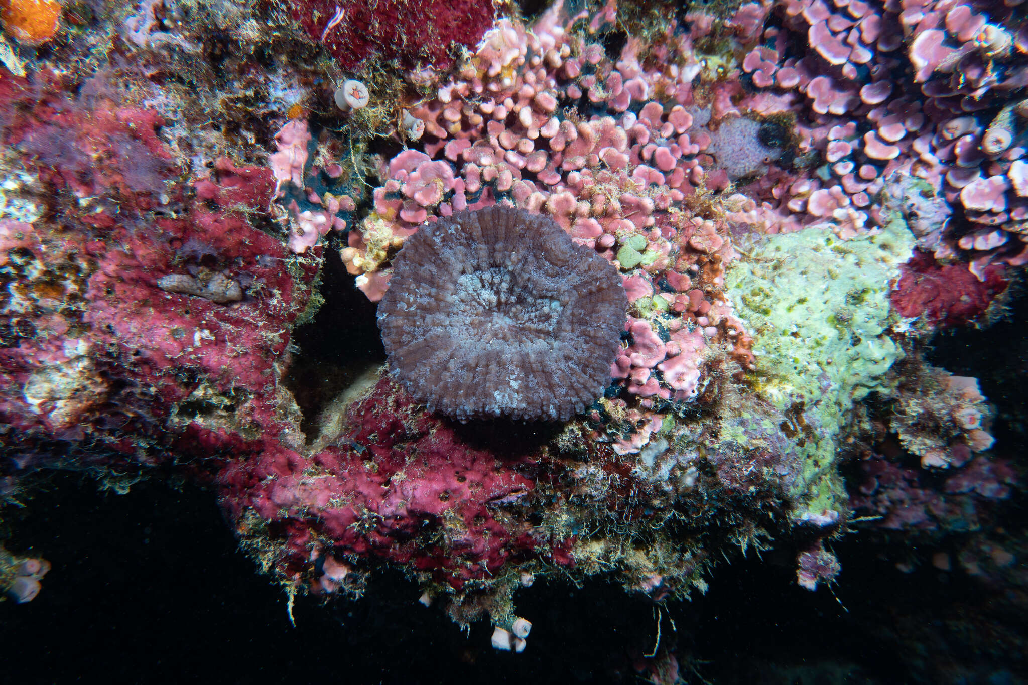 Image of Doughnut Coral