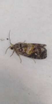 Image of Tortricid moth