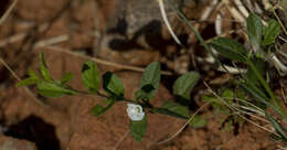 Image of Seddera capensis (E. Mey. ex Choisy) Schinz