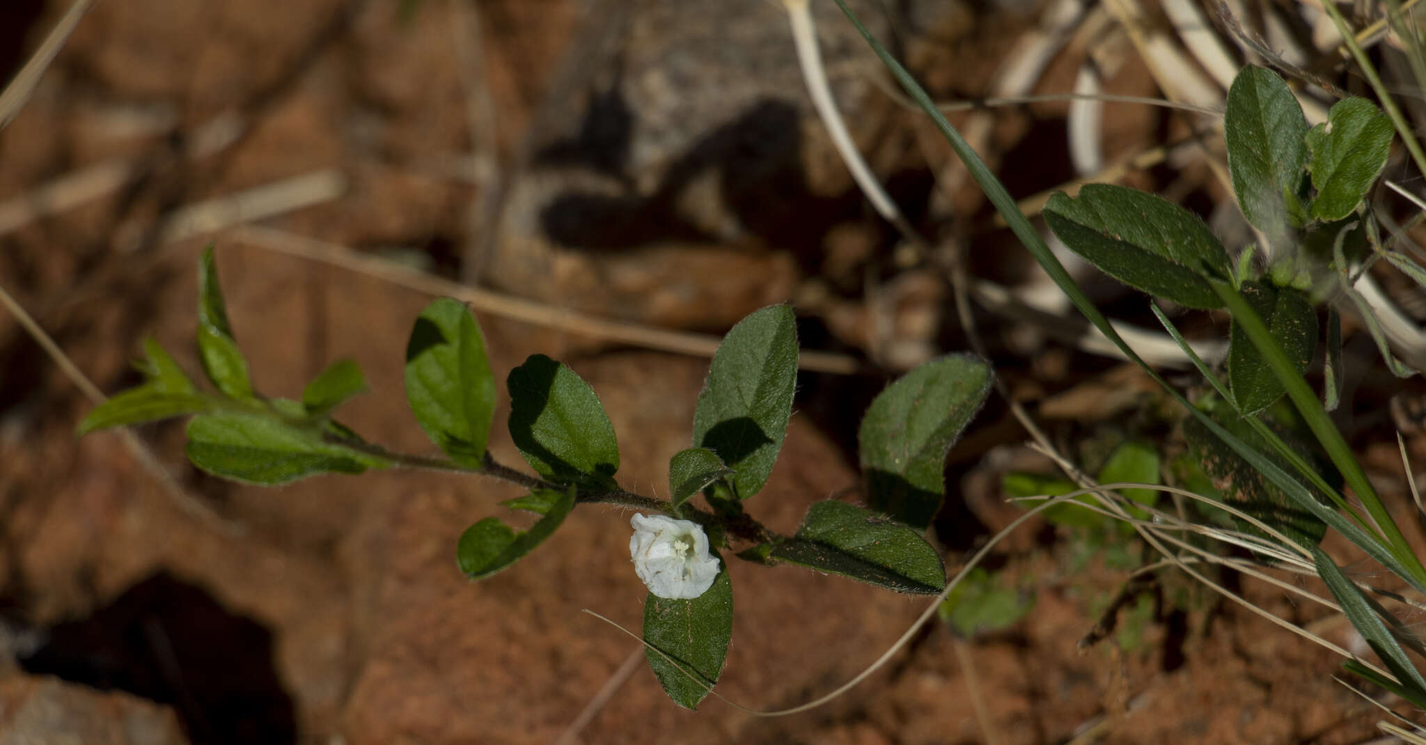 Image of Seddera capensis (E. Mey. ex Choisy) Schinz