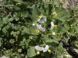 Image of Solanum montanum L.