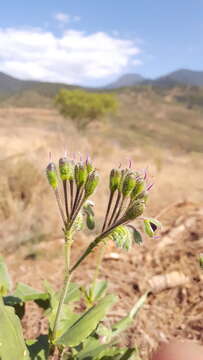 Image of Tinantia erecta (Jacq.) Fenzl