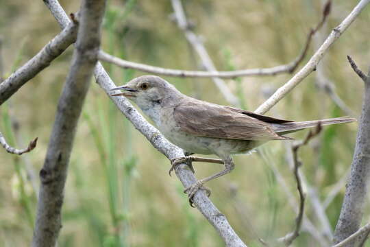 Image of Barred Warbler