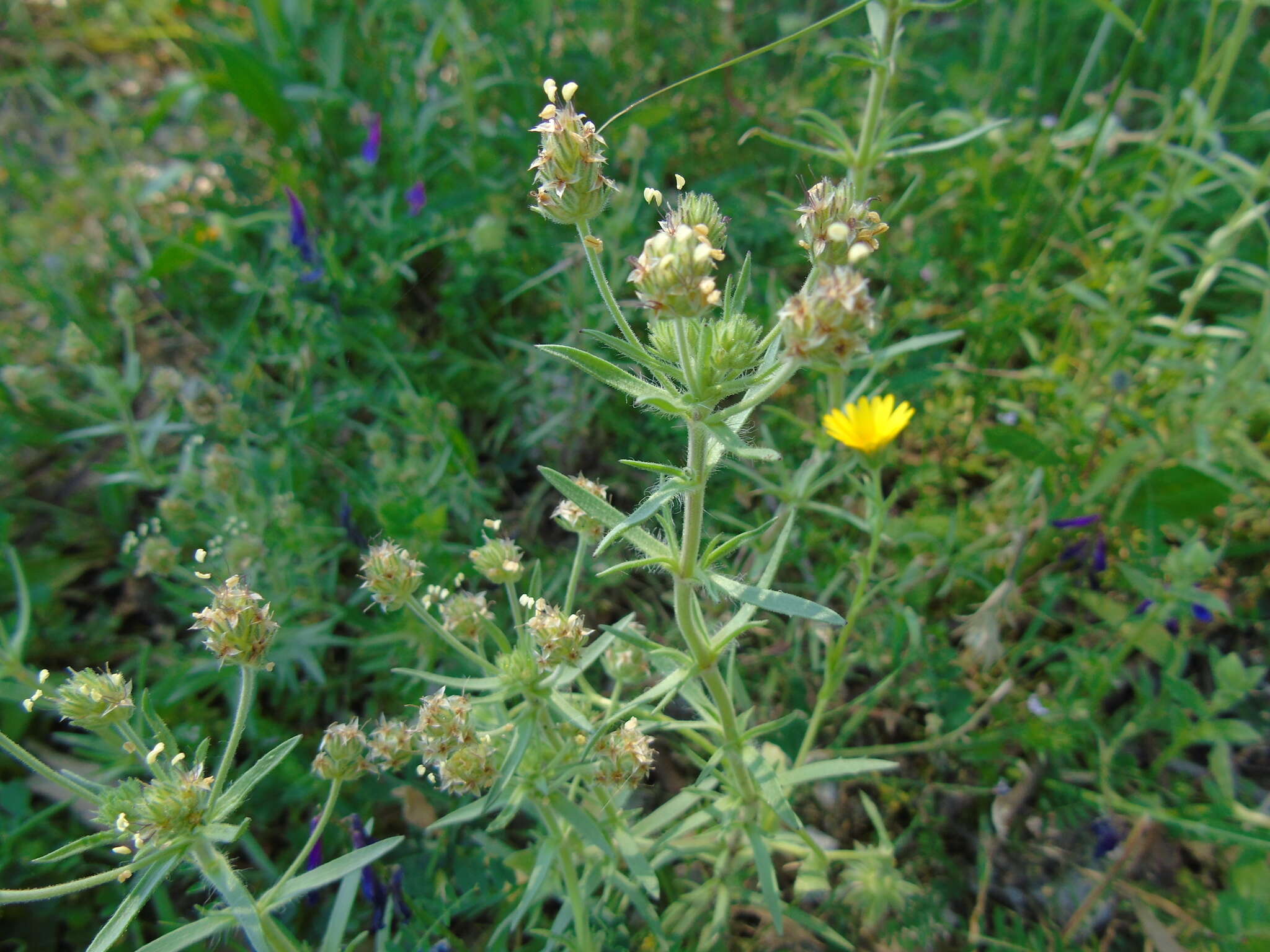 Image of glandular plantain