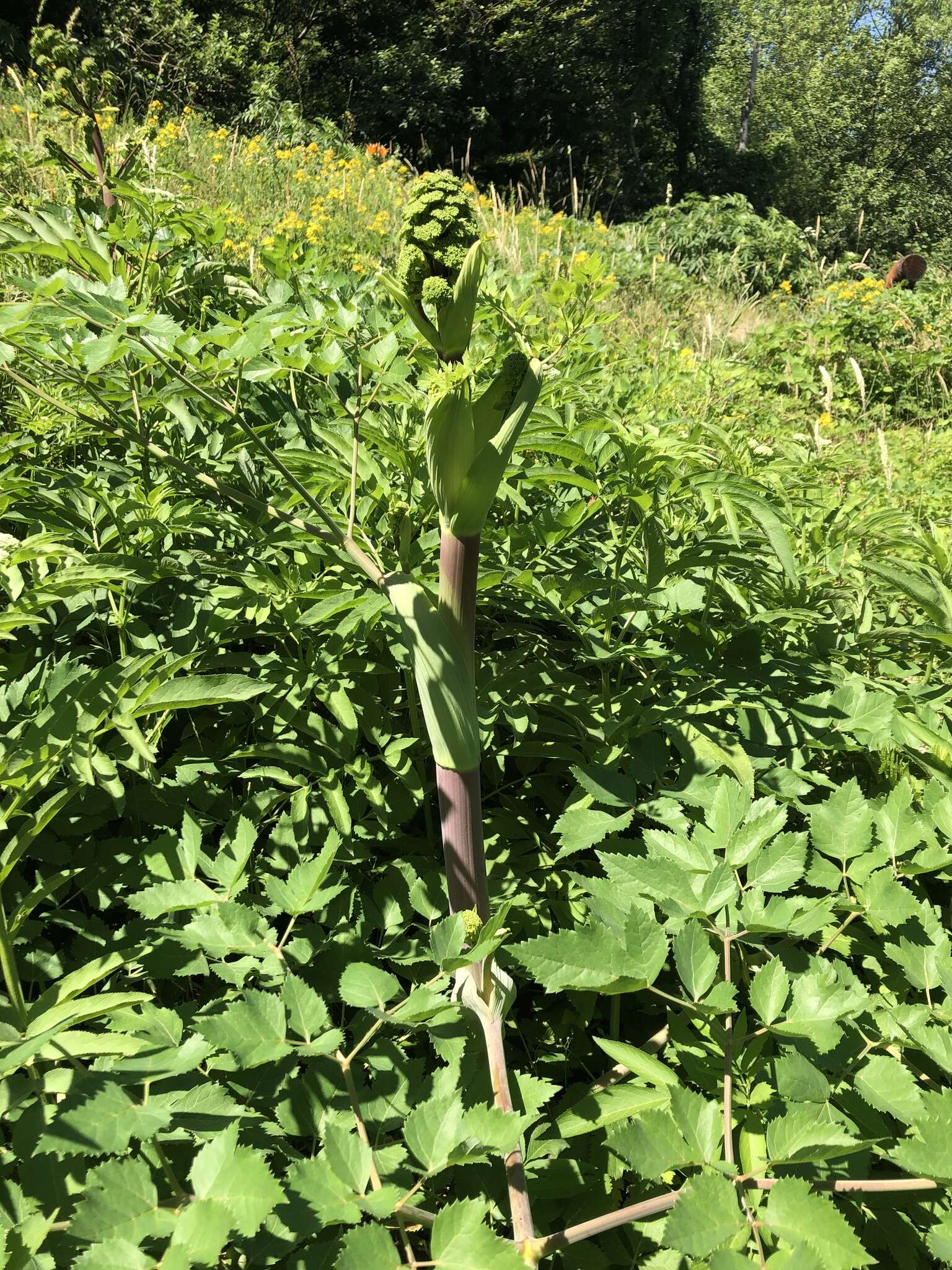 Imagem de Tommasinia verticillaris (Mill.) Bertol.