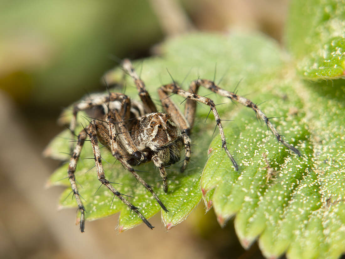 Image of Oxyopes ramosus (Martini & Goeze 1778)