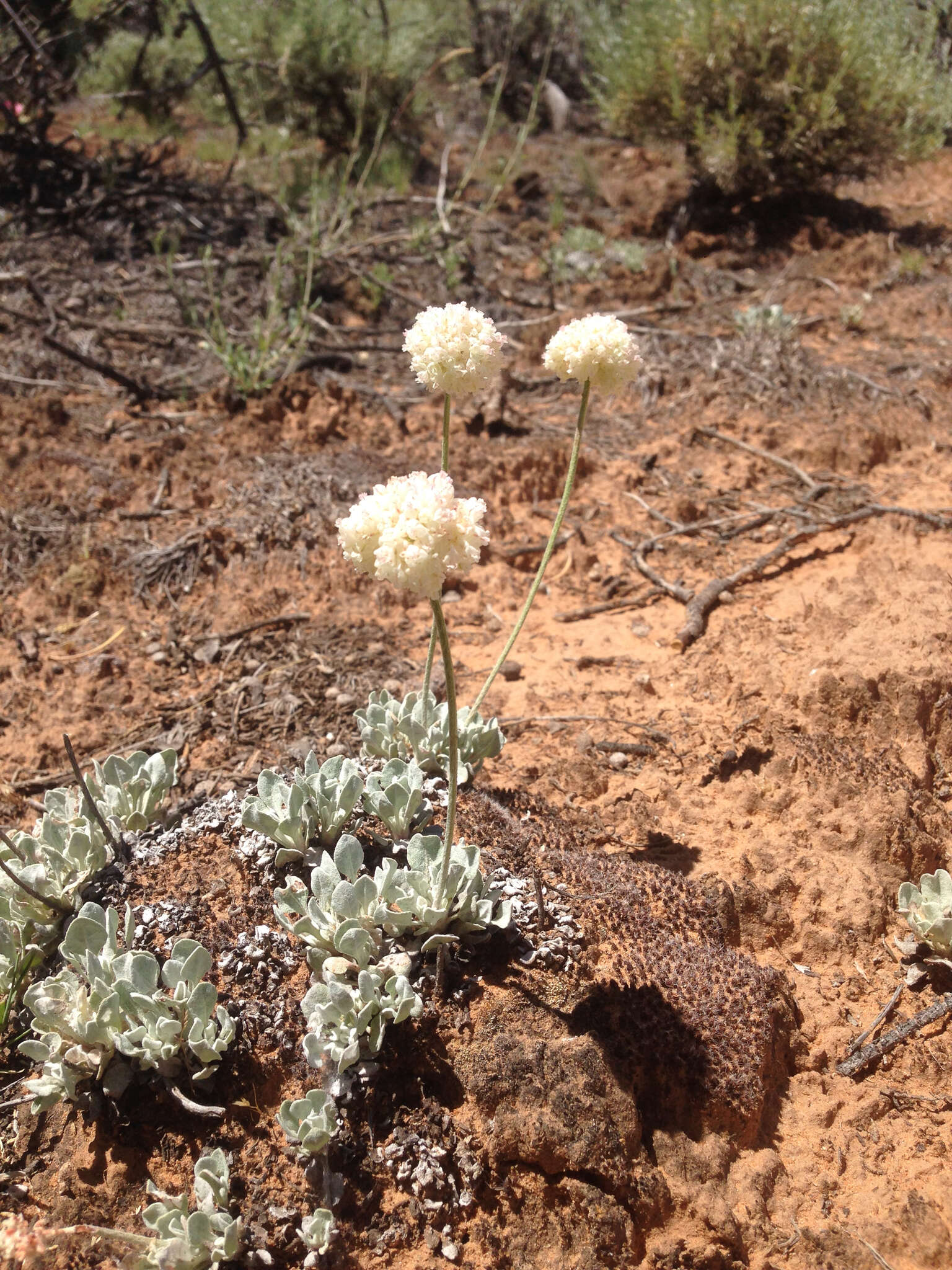 Image of cushion buckwheat