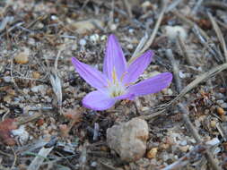 Image of Colchicum filifolium (Cambess.) Stef.