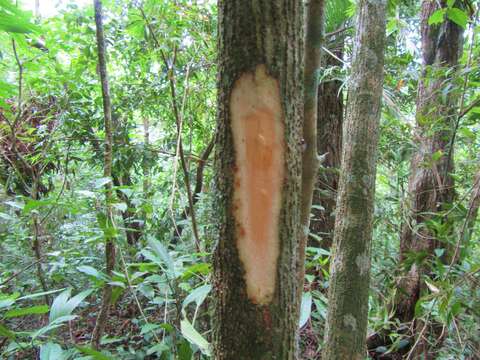 Image of Myriocarpa heterospicata Smith