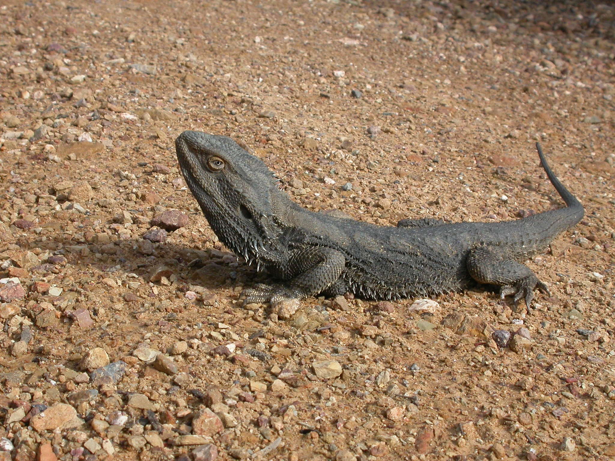 Image of Bearded Dragon