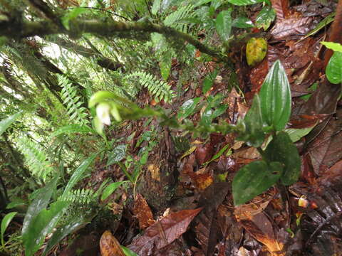 Image of Ragged-Lip Orchid