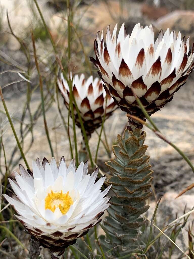 Plancia ëd Syncarpha variegata (Berg.) B. Nord.