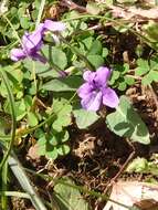 Image of Viola philippica Cav.