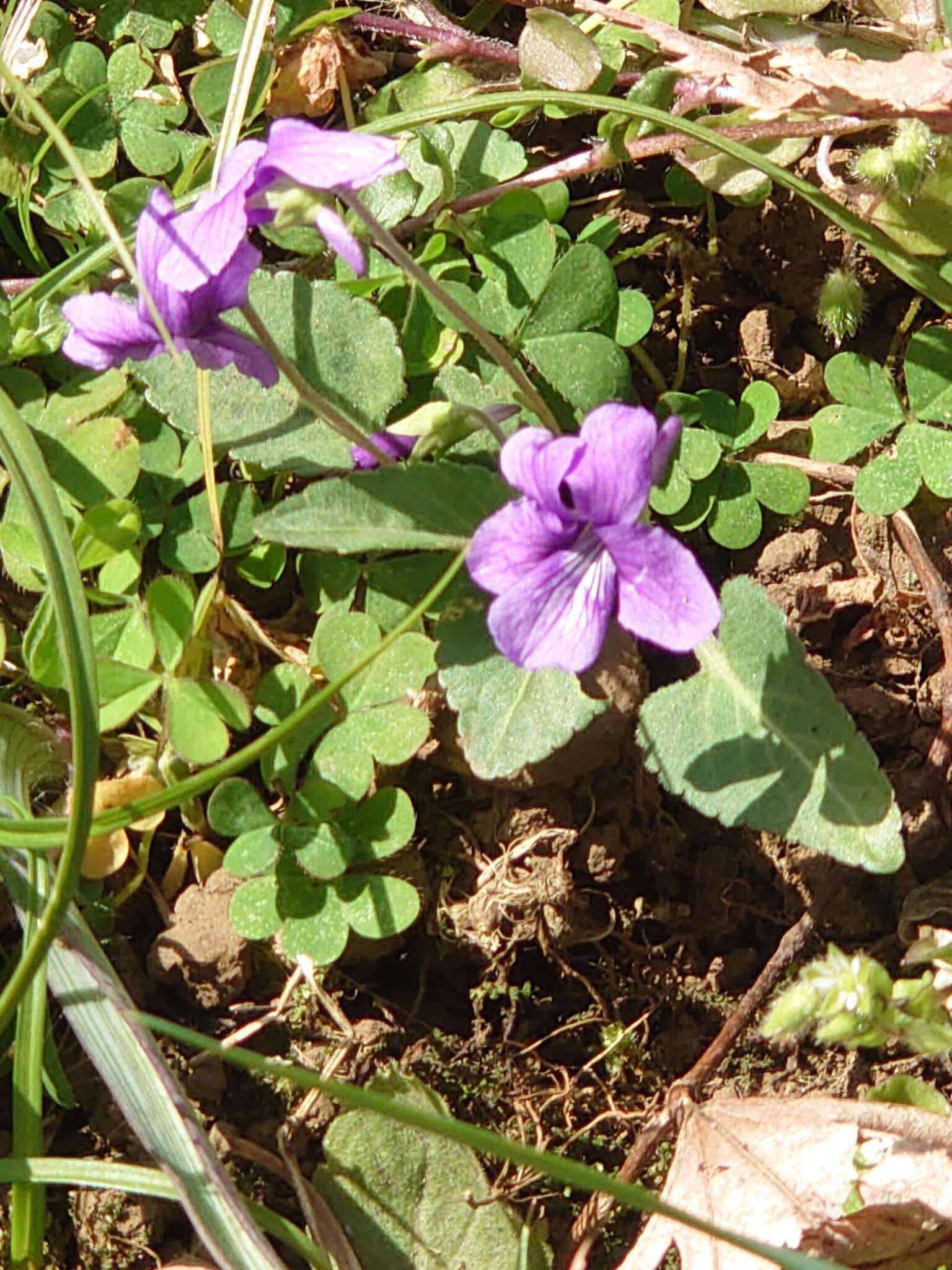 Image of Viola philippica Cav.