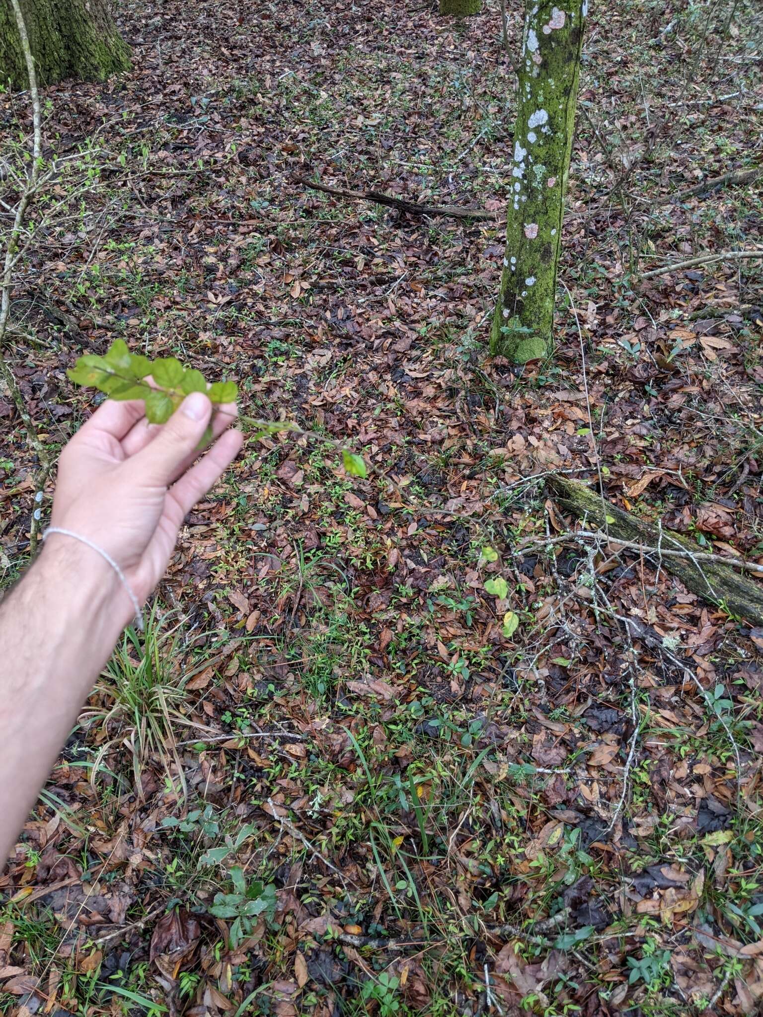 Image de Sageretia minutiflora (Michx.) Trel.