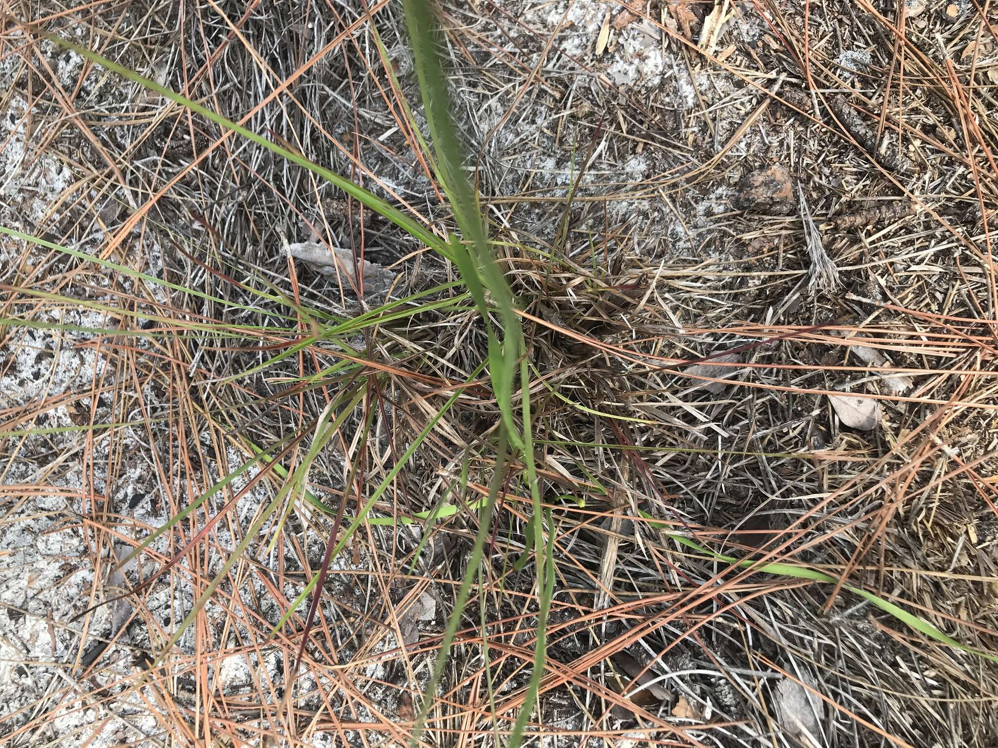 Image of Carolina yelloweyed grass