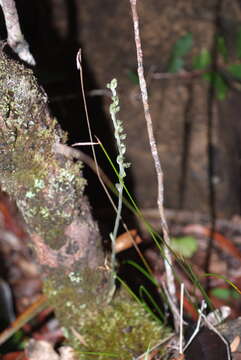 Image of Pachyplectron neocaledonicum Schltr.