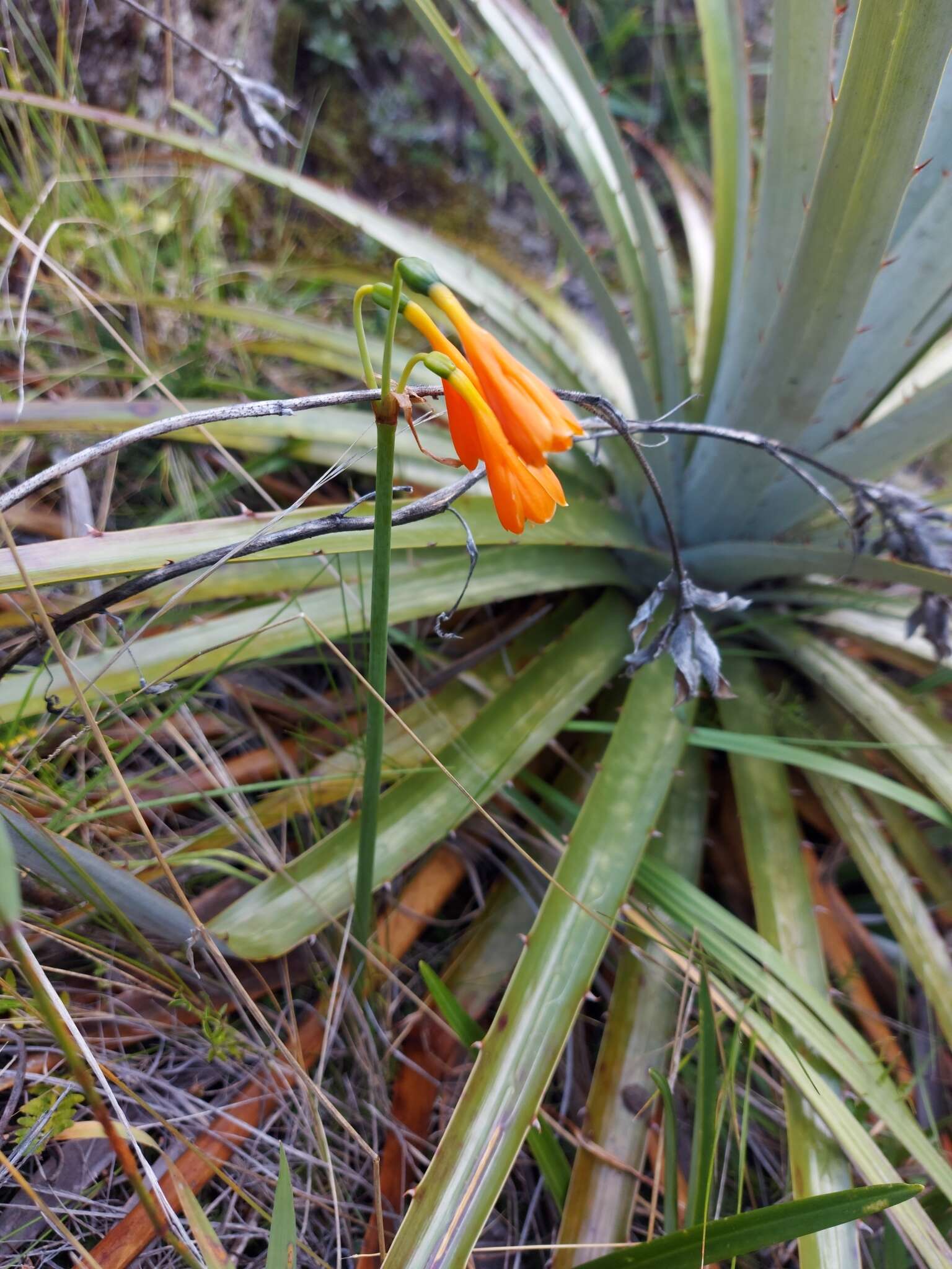 Image of Stenomesson aurantiacum (Kunth) Herb.