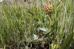 صورة Asclepias vicaria N. E. Br.