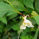 Impatiens bajurensis Shinobu Akiyama & H. Ohba resmi