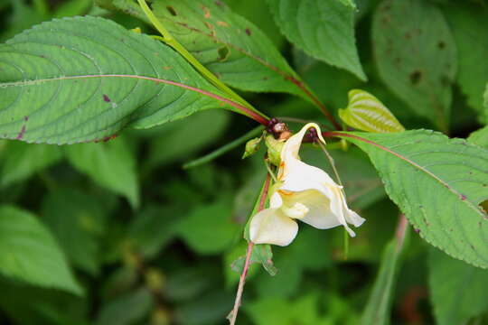 Image of Impatiens bajurensis Shinobu Akiyama & H. Ohba