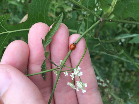 Image of Spotless Lady Beetles