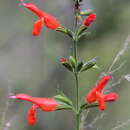 Image of Salvia lineata Benth.