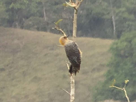 Image of Hoffmann's Woodpecker