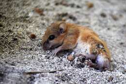 Image of Hatt's Vesper Mouse