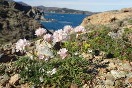 Image of Armeria ruscinonensis Girard