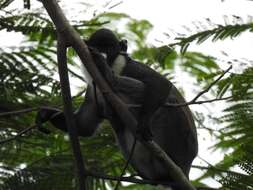 Sivun Cercopithecus petaurista (Schreber 1774) kuva