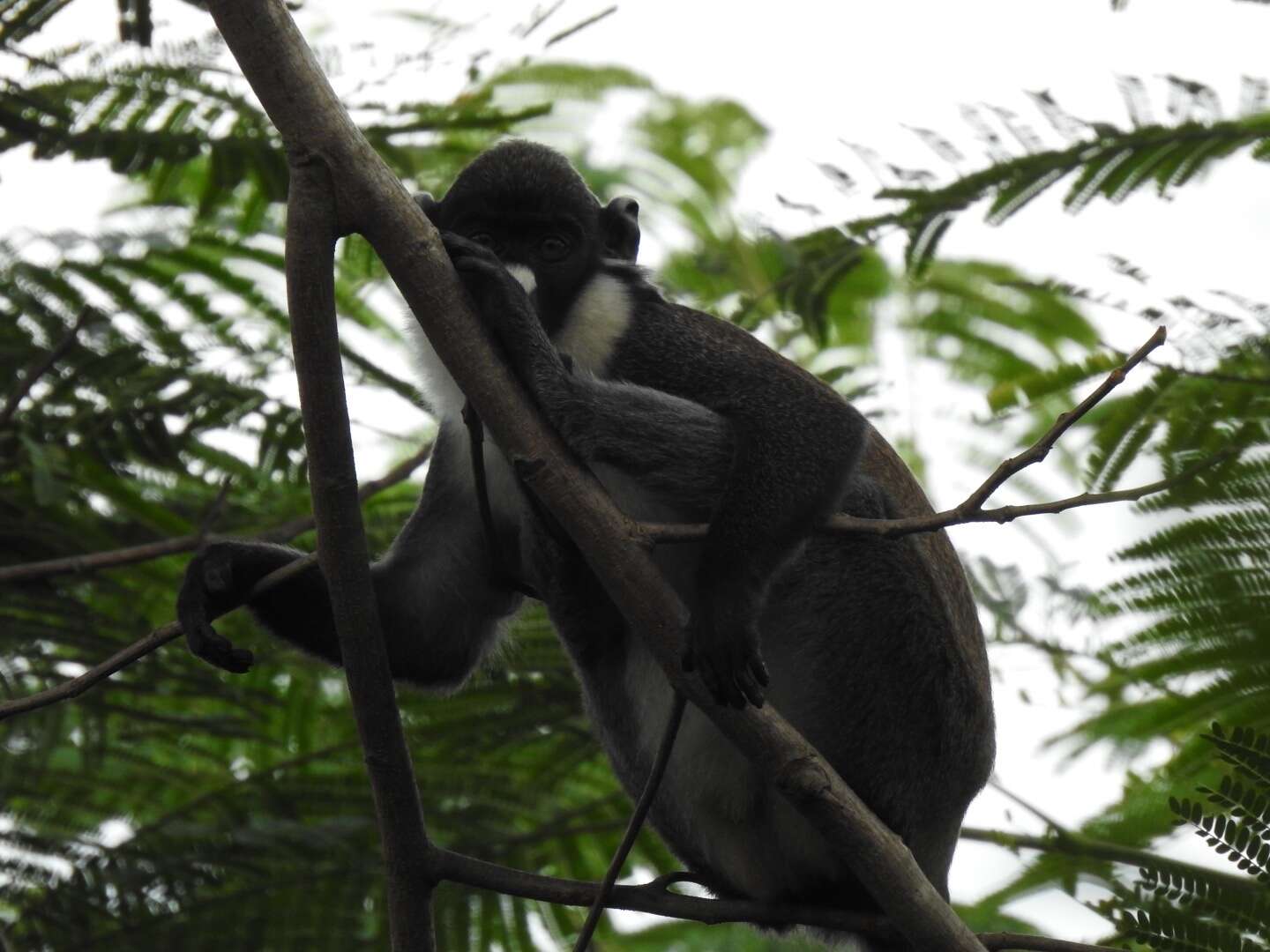 Image of Lesser Spot-nosed Guenon