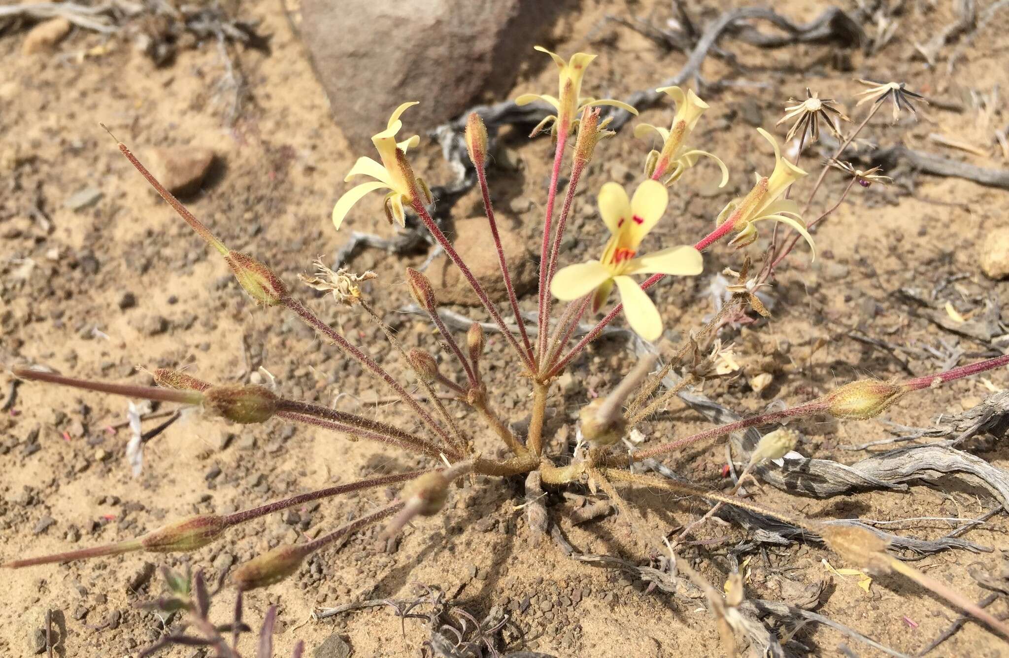 Image of Pelargonium nervifolium Jacq.