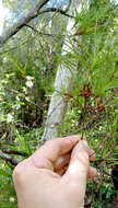 Image de Dracophyllum sinclairii Cheeseman