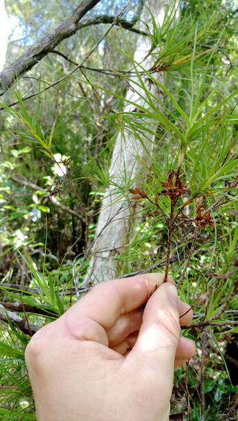 Image de Dracophyllum sinclairii Cheeseman