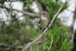 Image of Gray Vireo