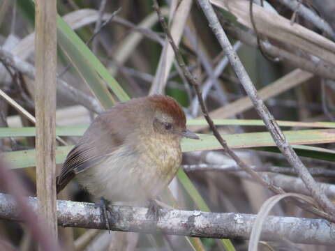 Image of Rufous-capped Antshrike