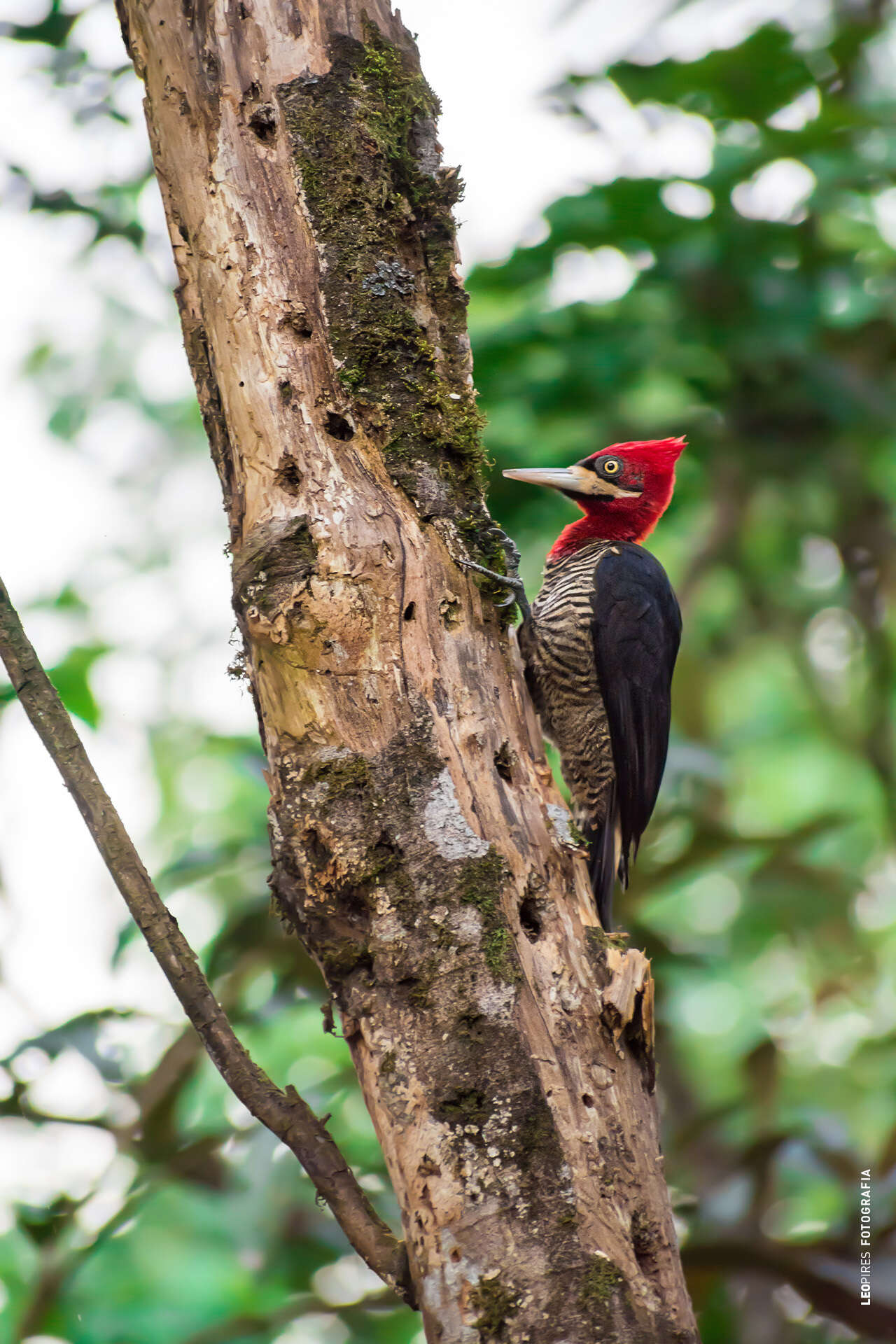 Image of Robust Woodpecker