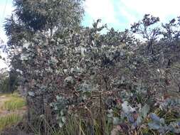 Image of Eucalyptus cordata subsp. cordata