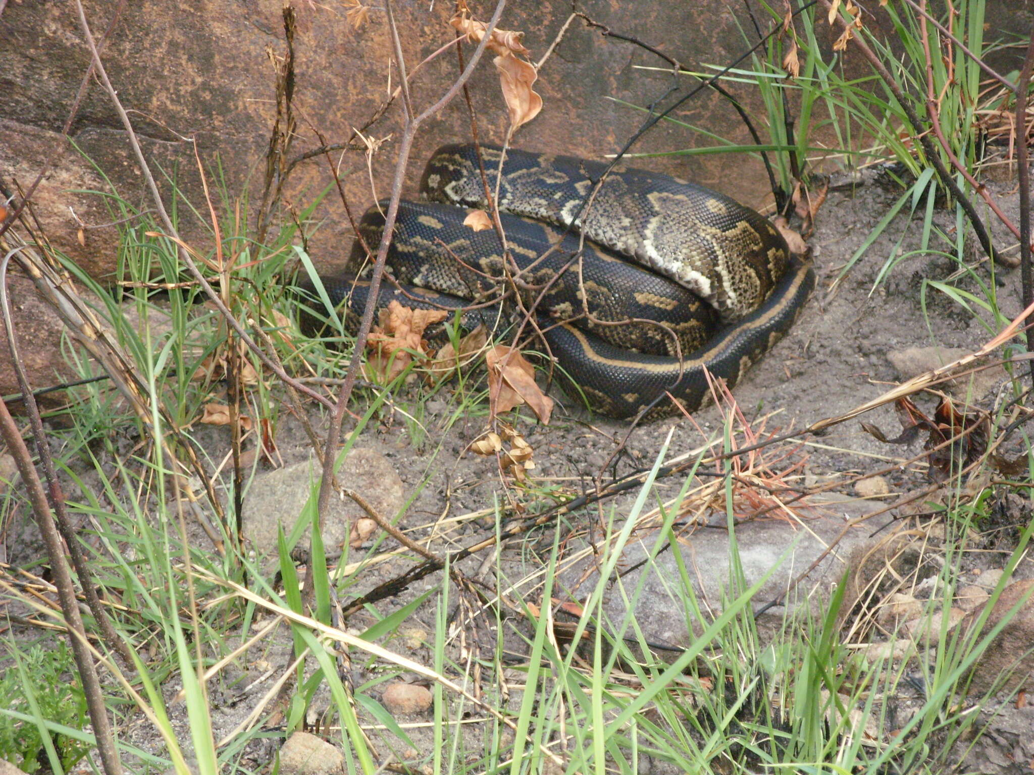 Image of Southern African Python